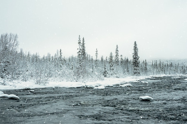 Floresta do Norte com neve de inverno selvagem com rio em um dia polar. Natureza pura intocada. Karelia.