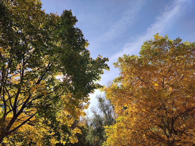 Floresta do outono e o fundo do céu azul Árvores brilhantes no outono