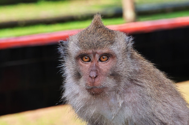 Floresta dos Macacos