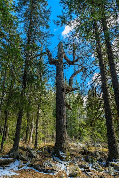 Floresta dos Urais do Sul com uma vegetação paisagística única e diversidade de natureza