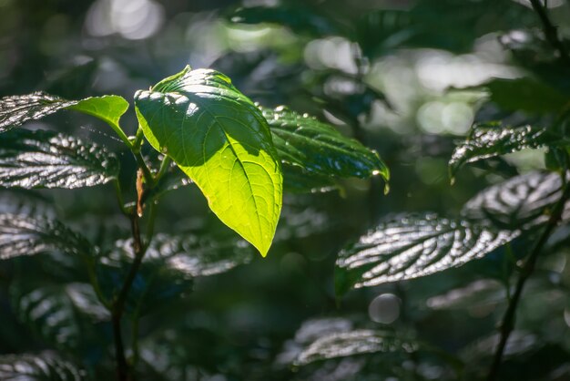 Floresta e árvores verdes na tailândia