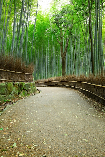 Floresta e caminho de bambu