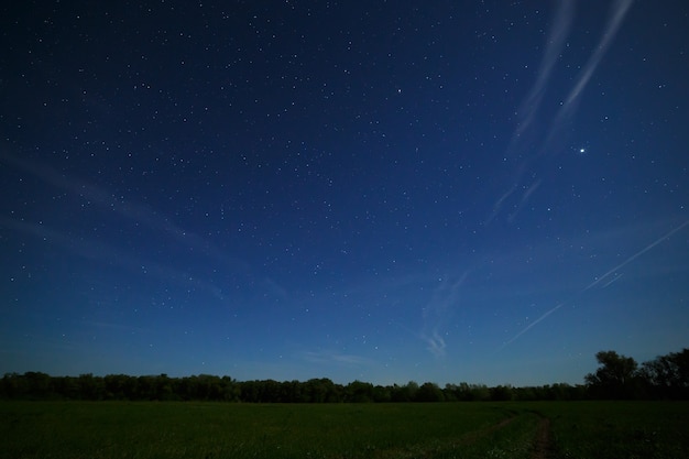 Floresta e campo no fundo do céu noturno com estrelas