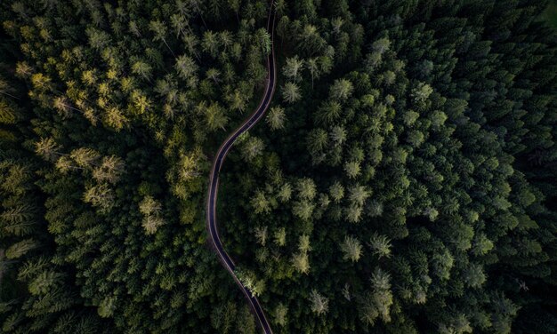 Floresta e estrada de cima