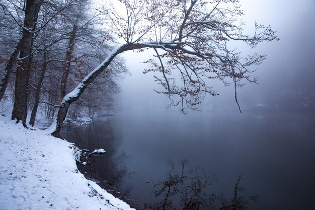 Floresta e lago cobertos de neve