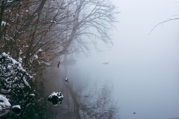 Floresta e lago cobertos de neve