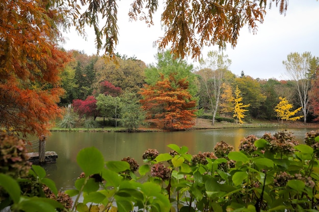 Floresta e lago durante o outono