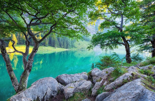 Floresta e lago no vale da montanha da Suíça Árvore e água Paisagem natural na Suíça no verão