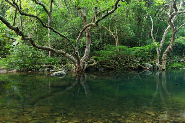 Floresta e lagoa