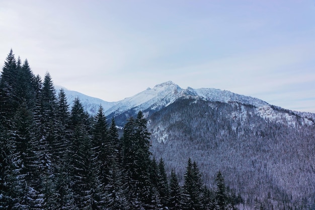 Floresta em Kasprowy Wierch de Zakopane em Tatra Mounts no inverno. Kasprowy Wierch é uma montanha em Zakopane e é a área de esqui mais popular na Polônia