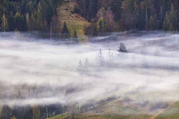 Floresta em nuvens de nevoeiro paisagem de primavera floresta nas colinas ucrânia rural montanhas dos cárpatos nascer do sol abeto e abeto