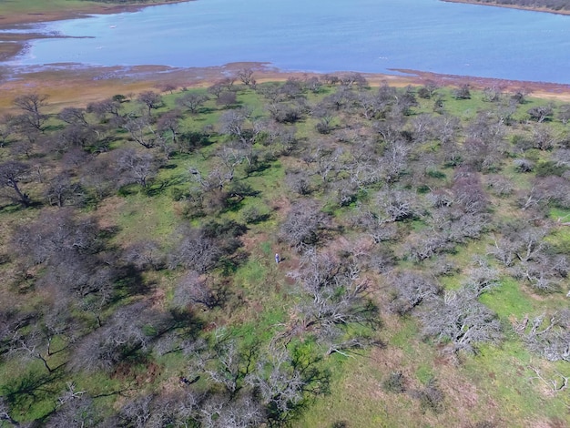 Floresta em Pampas Argentina