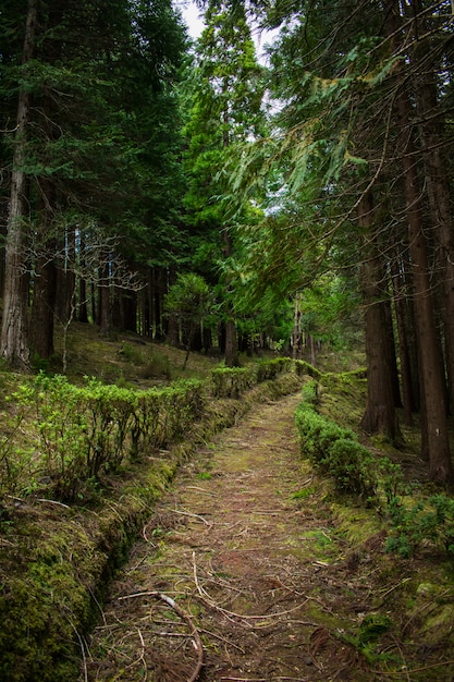 Floresta em Sao Miguel, Açores, Portugal. Árvores altas.