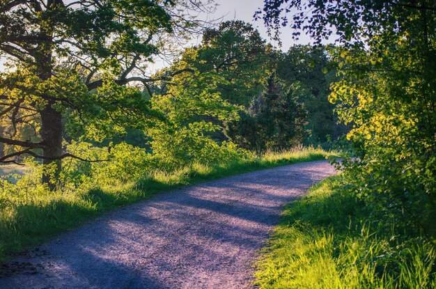 Floresta encantada de fadas com árvores verdes de verão e estrada para pedestres, paisagem rural natural ensolarada