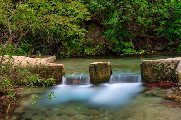 Floresta encantada do higueral em pozo alcon