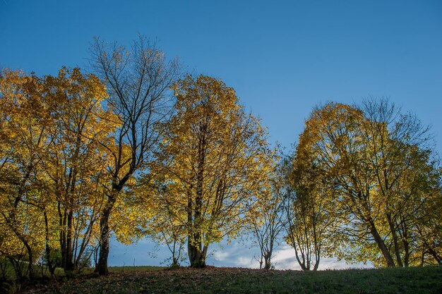 floresta encantada