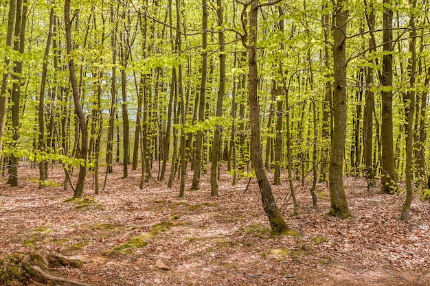 Floresta enevoada de faias em uma reserva natural no sul da Suécia