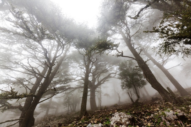 Floresta enevoada mágica