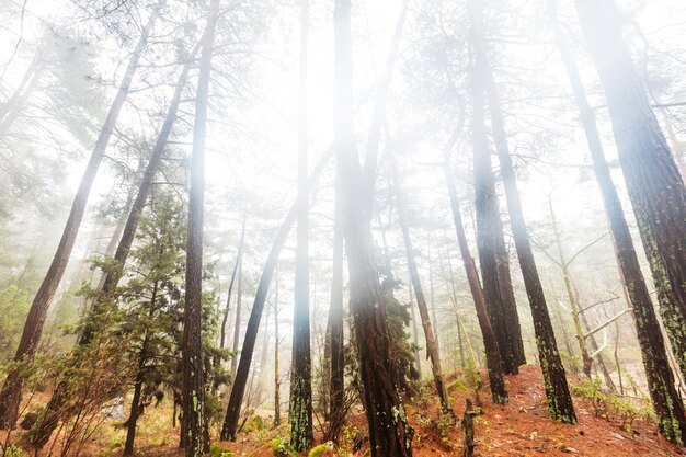 Floresta enevoada mágica