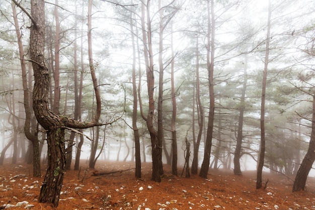 Foto floresta enevoada mágica