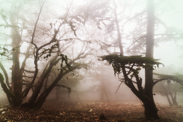 Foto floresta enevoada mágica