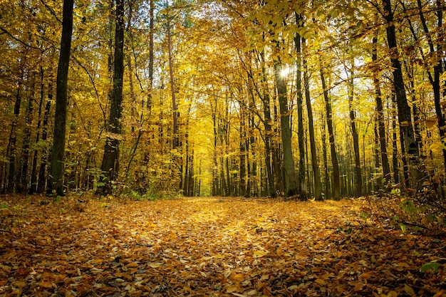 Foto floresta ensolarada de outono e muitas folhas caídas dia de outubro