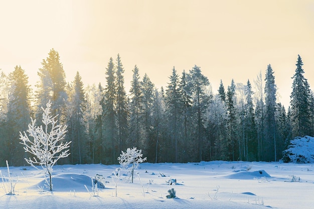 Floresta ensolarada e nevada da zona rural no inverno Rovaniemi, Lapônia, Finlândia.