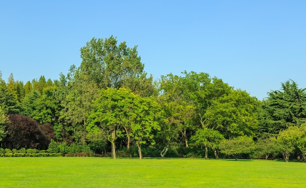 Floresta ensolarada e pastagens no parque