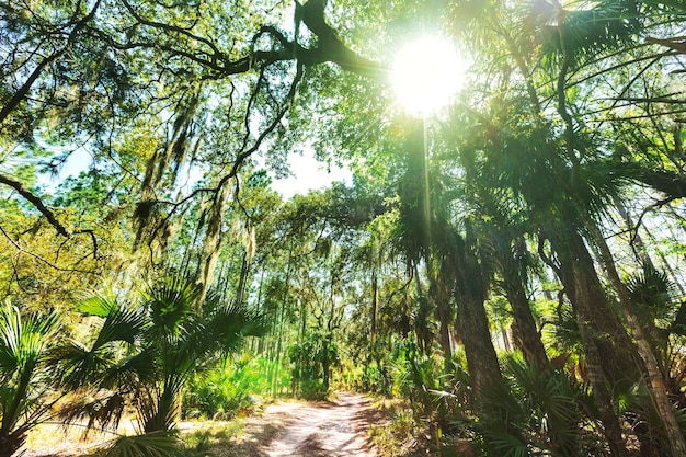 Floresta ensolarada