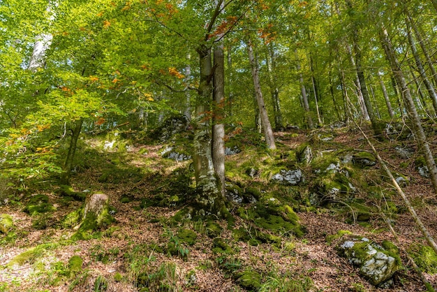 Floresta escura com pedras em schoenau am koenigssee konigsee berchtesgaden national park baviera alemanha