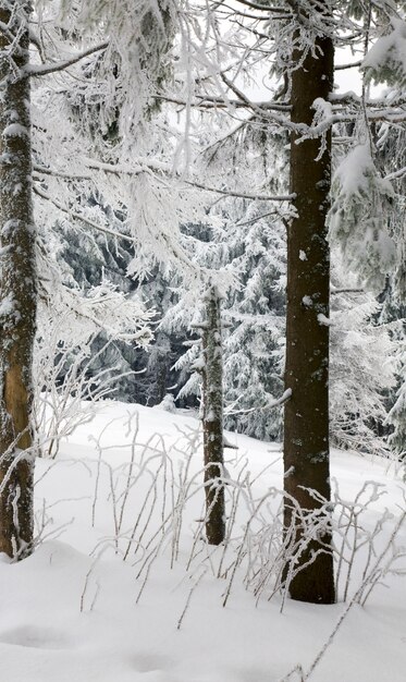 Floresta escura e selvagem de inverno com pinheiros cobertos de neve e geada