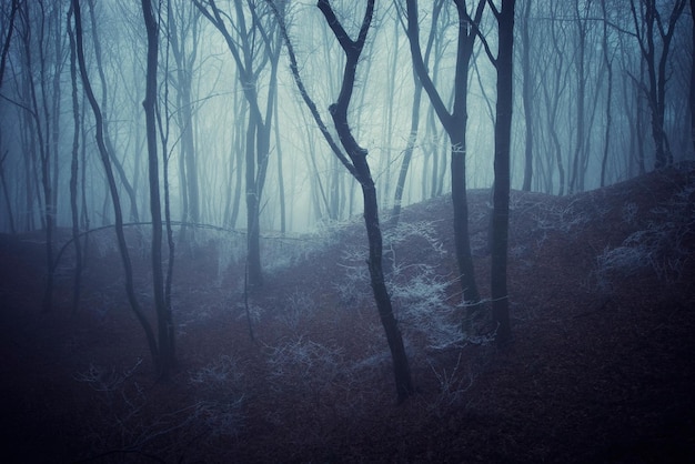 floresta escura floresta assustadora