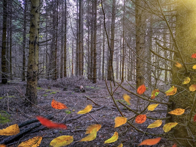 Floresta escura majestosa com folhagem caída no chão. Folhas da árvore de outono caindo na magnífica floresta densa e escura de outono.