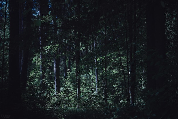 Floresta escura na paisagem de fantasia de nevoeiro floresta sombria sinistra à noite