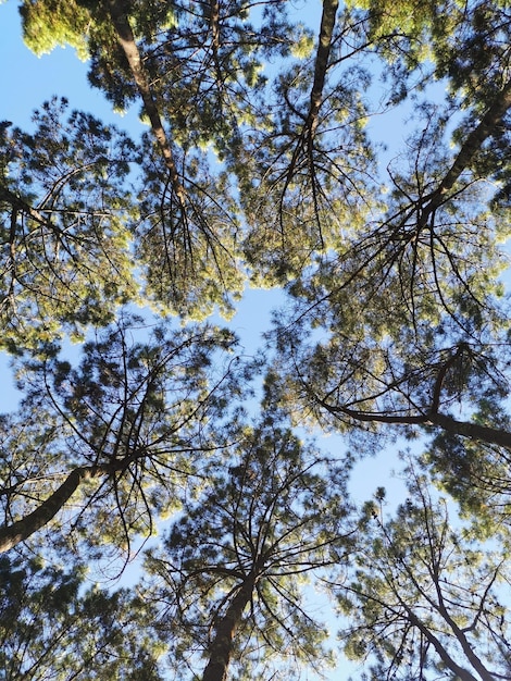 Foto floresta exuberante com árvores e rio