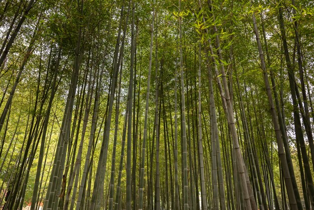 Floresta exuberante com luz do sol de baixo