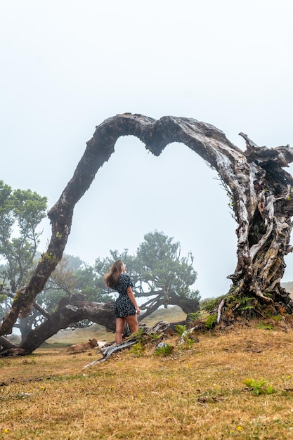 Floresta fanal com nevoeiro em árvores de louro de mil anos da Madeira uma jovem no arco de uma árvore caída
