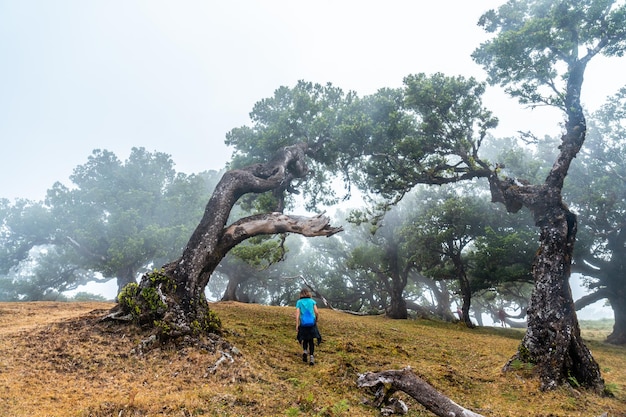 Floresta fanal com nevoeiro na Madeira jovem caminhando ao lado de loureiros de manhã com muito nevoeiro místico misterioso