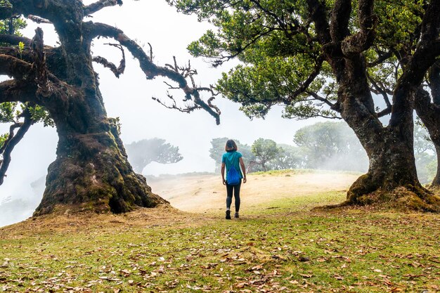 Floresta fanal com nevoeiro na Madeira jovem caminhando ao lado de loureiros na manhã mística misteriosa