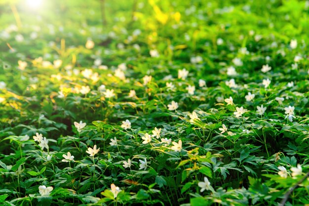 Foto floresta florida com foco suave fundo de natureza floral de primavera padrão de primavera com flores da floresta snowdrops foco seletivo suave