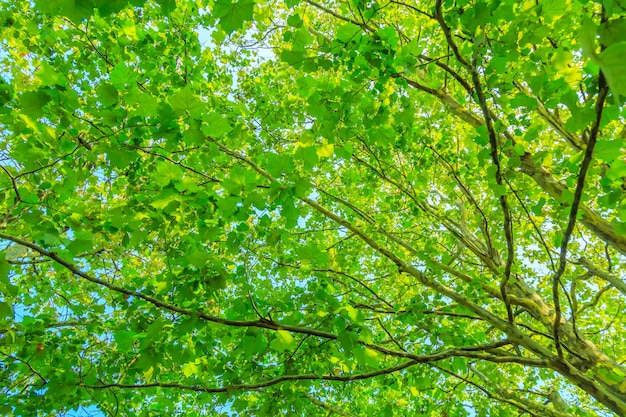 Foto floresta folhas verdes