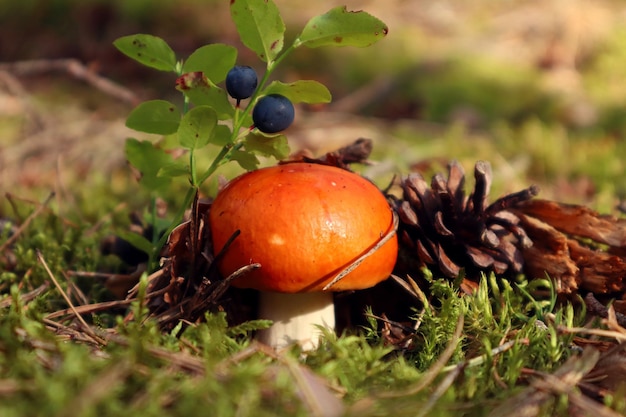 Floresta fotos cogumelo laranja entre musgo e cones raminho de mirtilo próximo espaço fechado para texto