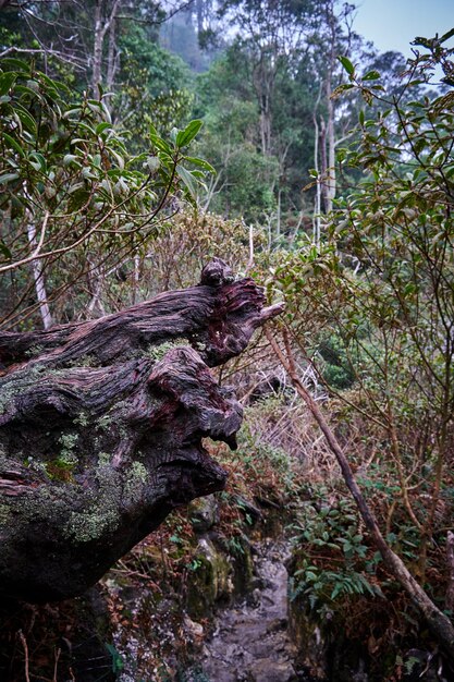 Floresta fresca a caminho da área da cratera da área montanhosa de Salak Halimun Indonésia