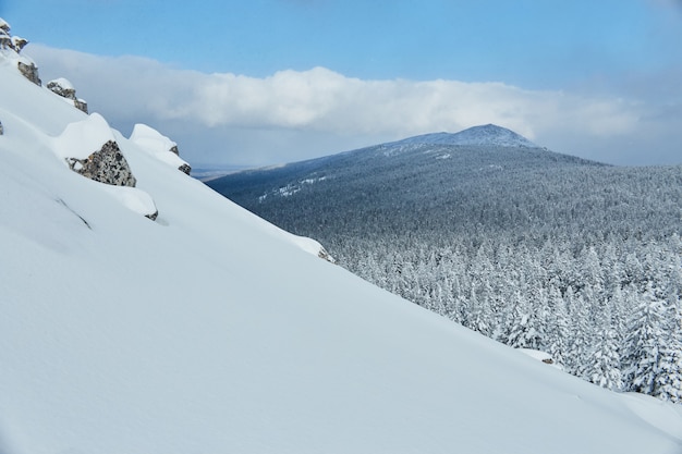 Floresta gelada de inverno com árvores congeladas