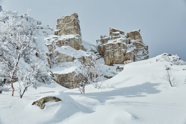 Floresta gelada de inverno com árvores congeladas