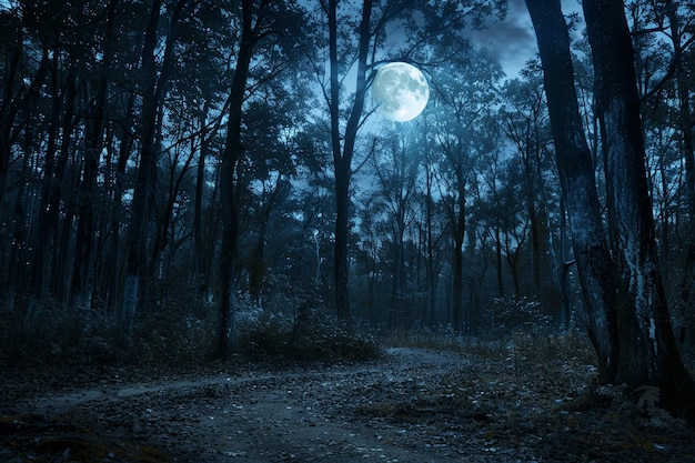 floresta iluminada pela lua com um caminho sinuoso que leva para o horizonte