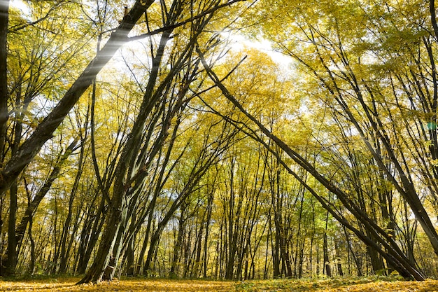 Floresta jovem coberta com folhagem amarela e laranja no início do outono, setembro ou outubro, paisagem de outono em uma manhã ensolarada