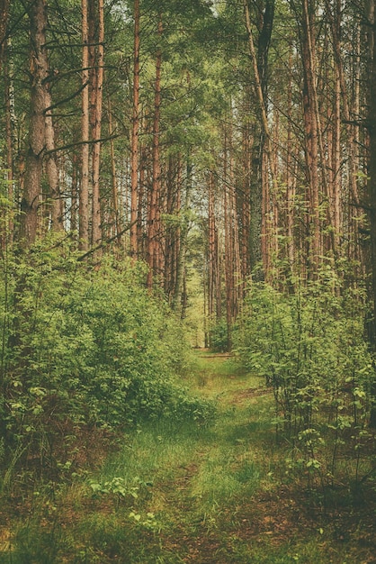 Floresta mal-humorada escura com caminho e árvores verdes fundo natural de vindima ao ar livre