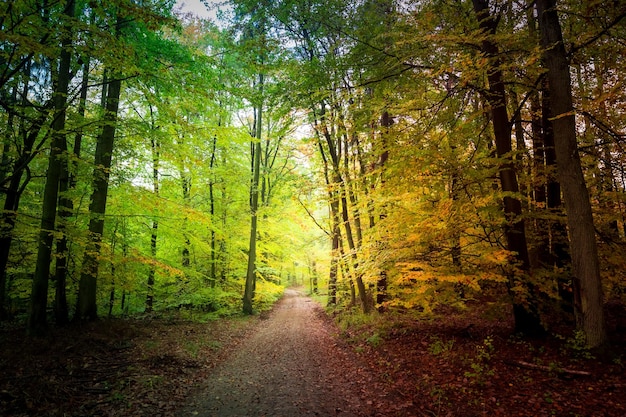 Floresta maravilhosa no outono na polônia