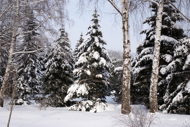 Floresta mista na neve do inverno